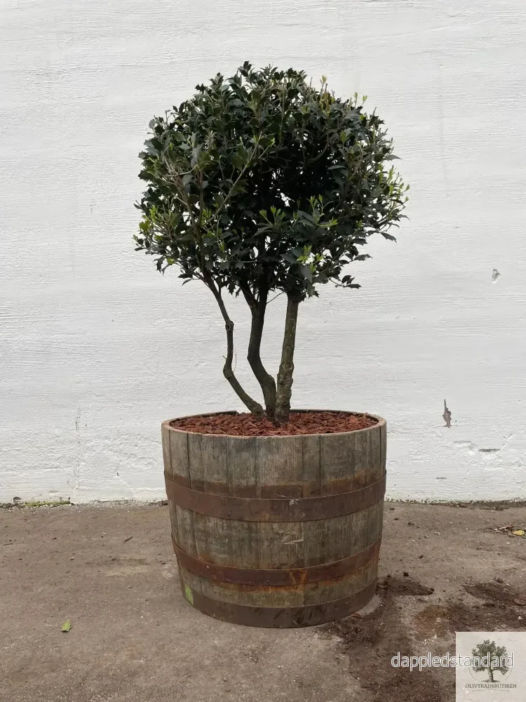 Osmanthus ilificolus - Flerstammig 140 cm - Bild 3