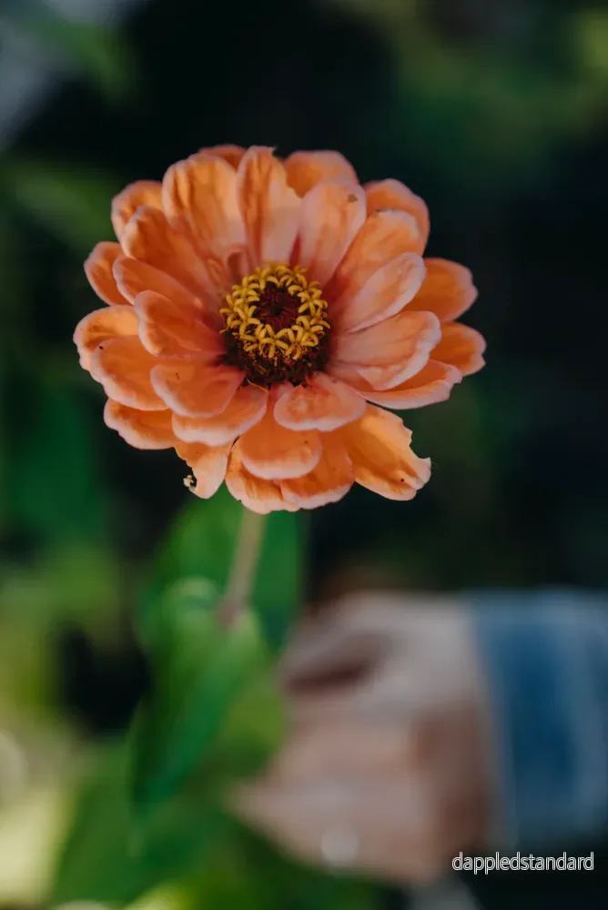 Zinnia, Hög blandade färger - Bild 2