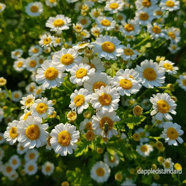 Mattram ´Tetra White´