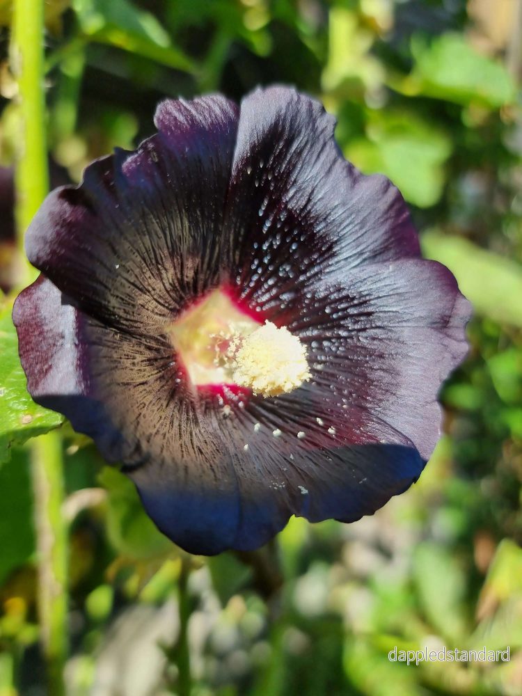 Stockros Jet black - Bild 2