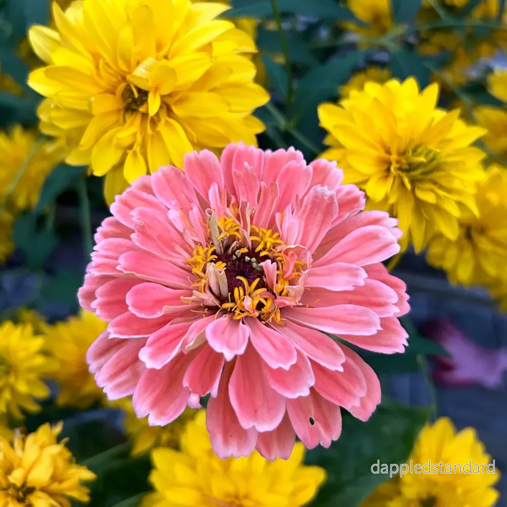 Zinnia ´Benary´s Giant Salmon Rose´ Zinnia ´Benary´s Giant Salmon Rose´