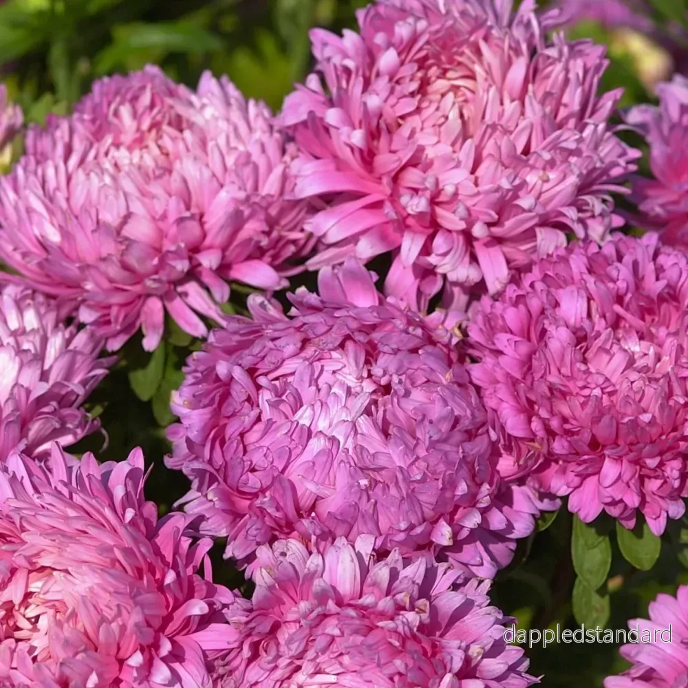 Sommaraster ´King Size Rose´ Sommaraster ´King Size Rose´