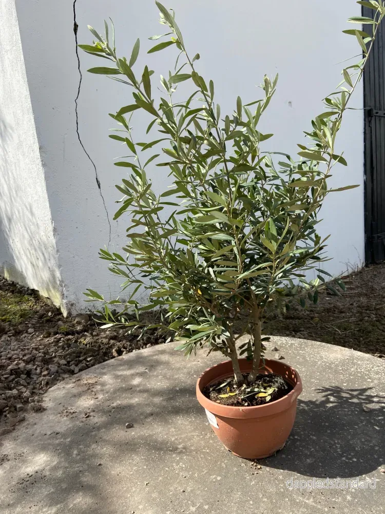Olivträd buske - Olea Europaea - Bild 2