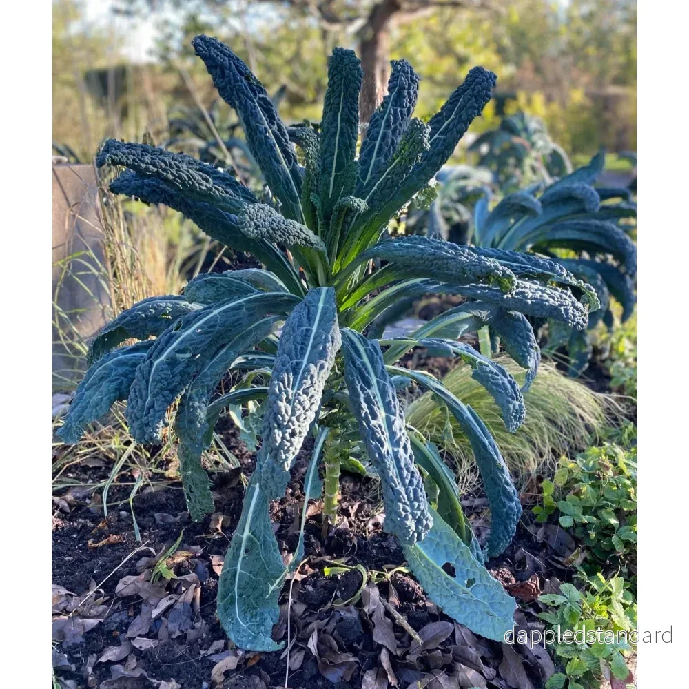 Palmkål/Svartkål ´Nero di Toscana´ Palmkål/Svartkål ´Nero di Toscana´