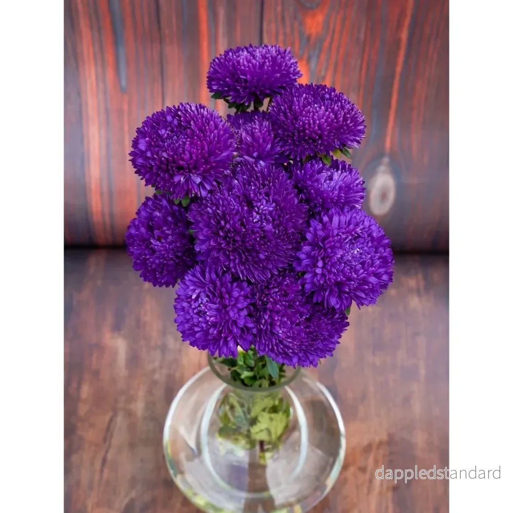 Sommaraster ´Syringa Purple´ - Bild 3
