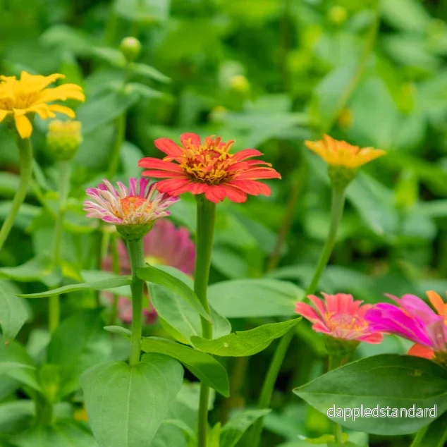 Zinnia ´Lilliput Mix´ Zinnia ´Lilliput Mix´