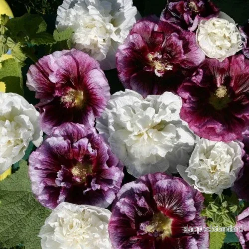 Stockros ´Blackberry Ripple´ Stockros ´Blackberry Ripple´