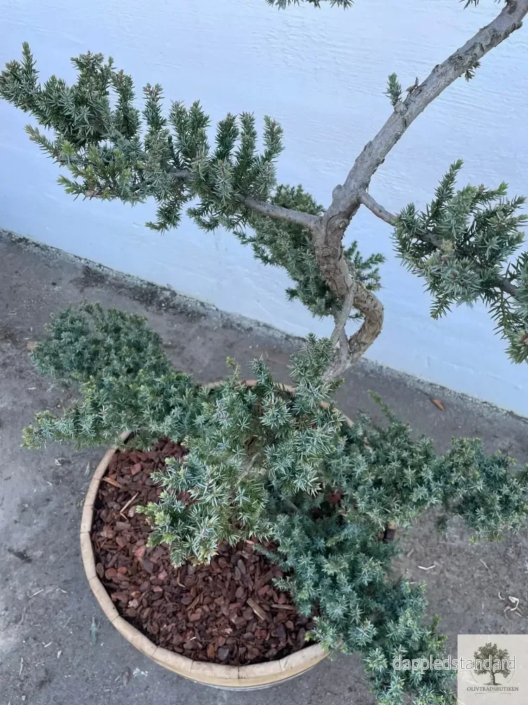 Barrväxt bonsai - tålig - Juniperus Conferta Schlager - Bonsai 180 cm - Bild 2