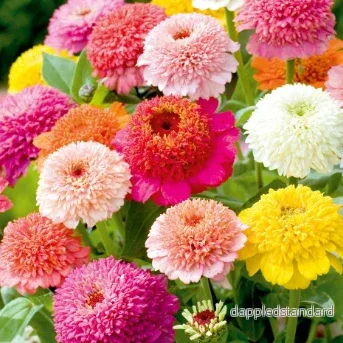 Zinnia ´Faberge Mix´