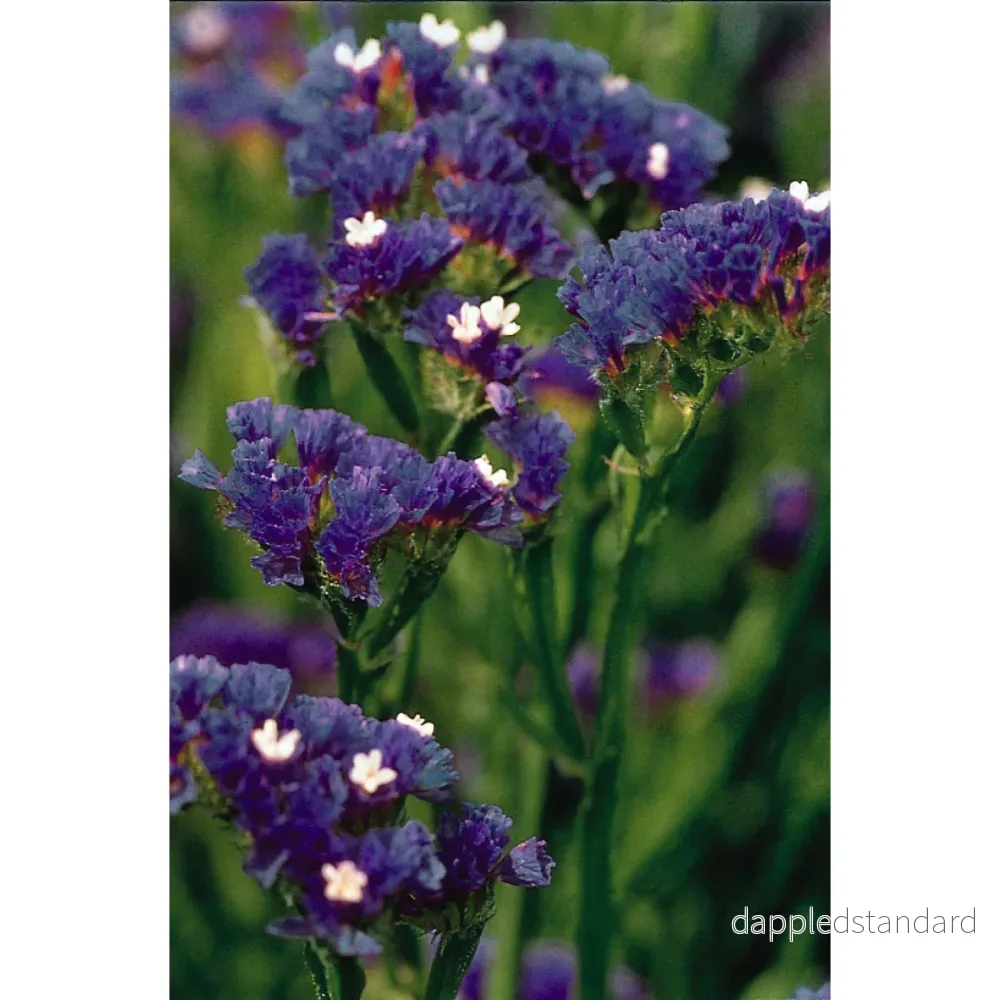 Risp ´Qis Dark Blue´ - Bild 2
