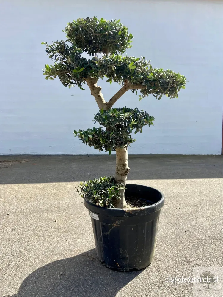 Olivträd pon pon 30 år - 180 cm höjd - 3-5 klippta moln - Bild 2