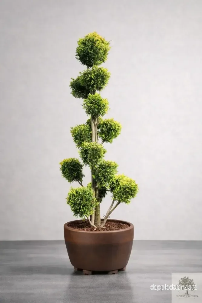 Molnklippt Cypress Leylandii ’Golden Raider’ – Skulptural elegans med gyllene lyster Molnklippt Cypress Leylandii ’Golden Raider’ – Skulptural elegans med gyllene lyster