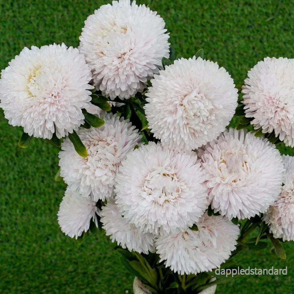 Sommaraster ´Balloon White´ Sommaraster ´Balloon White´