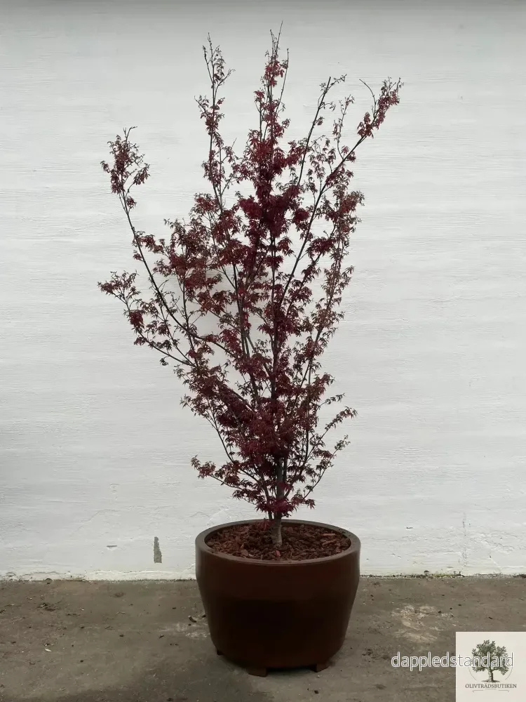 Japansk lönn rödbladig - Acer palmatum ‘Artropurpureum’ - 175 cm - Bild 2