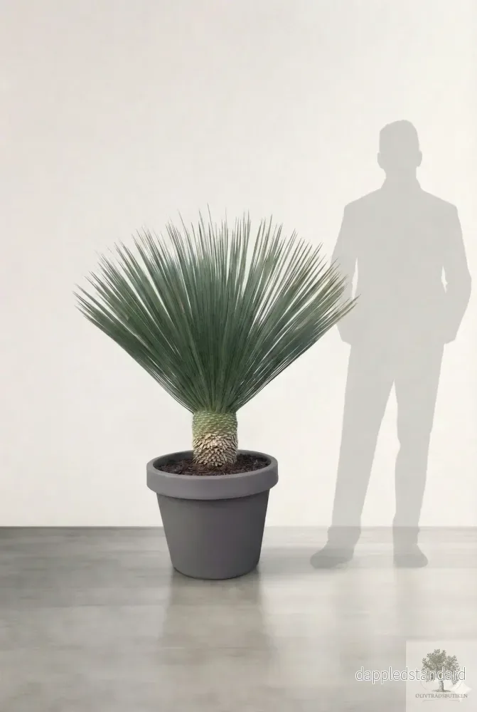 Yucca Rostrata - Palmlilja - 100-140 cm - Bild 2