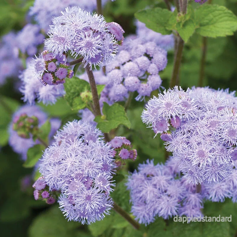 Ageratum ´Tall Blue Planet´ F1 Ageratum ´Tall Blue Planet´ F1