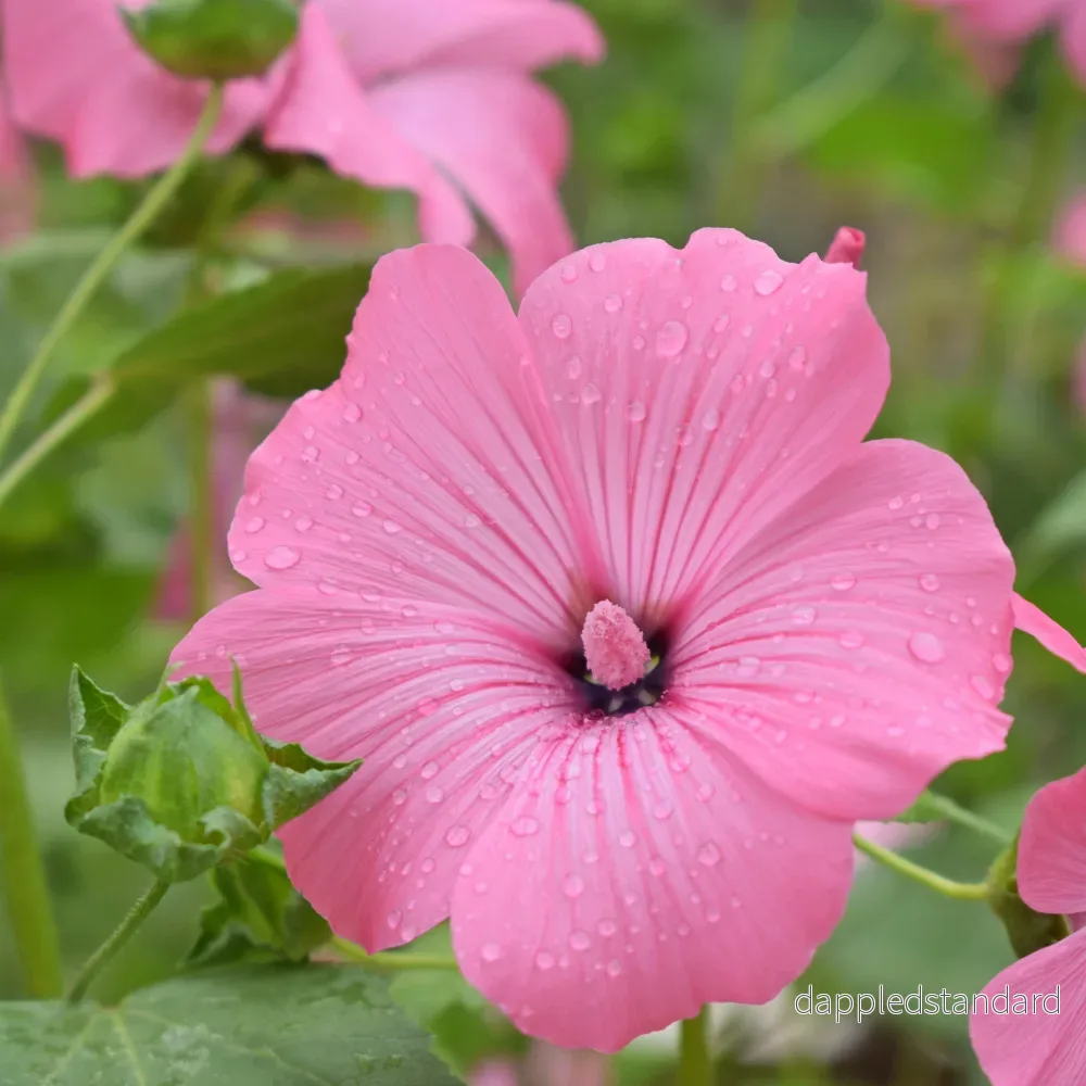 Sommarmalva ´Silver Cup´ Sommarmalva ´Silver Cup´