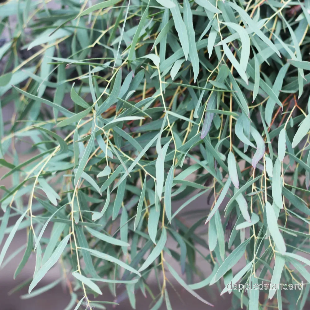 Eucalyptus nicholii Eucalyptus nicholii