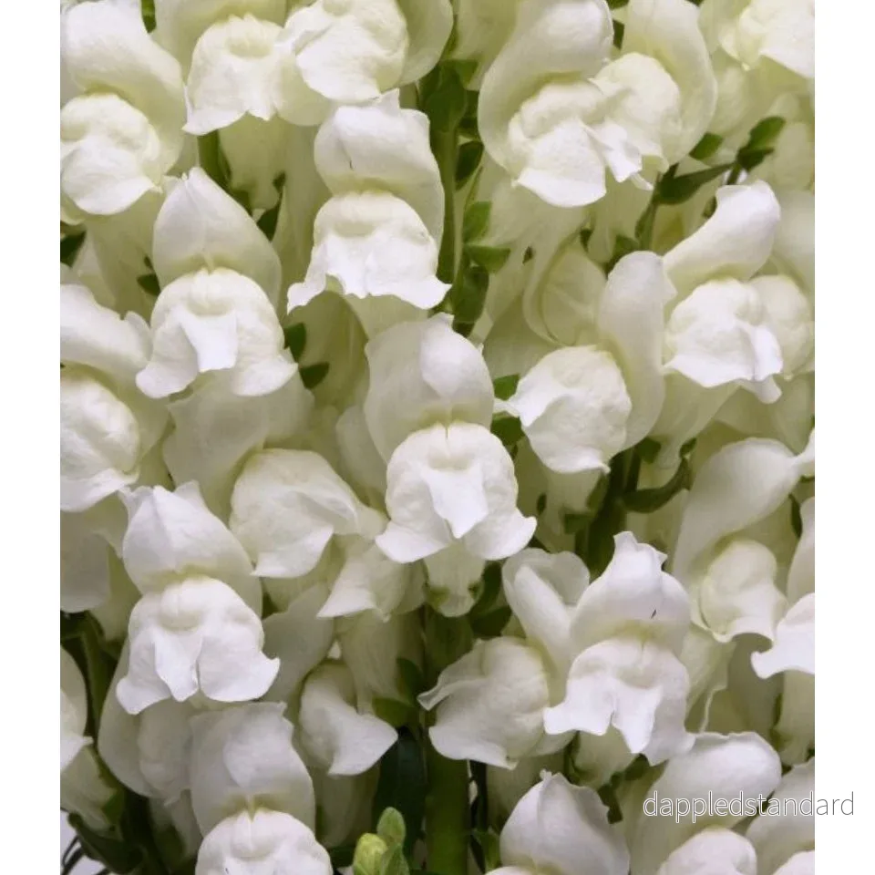 Lejongap ´Potomac White´ Lejongap ´Potomac White´