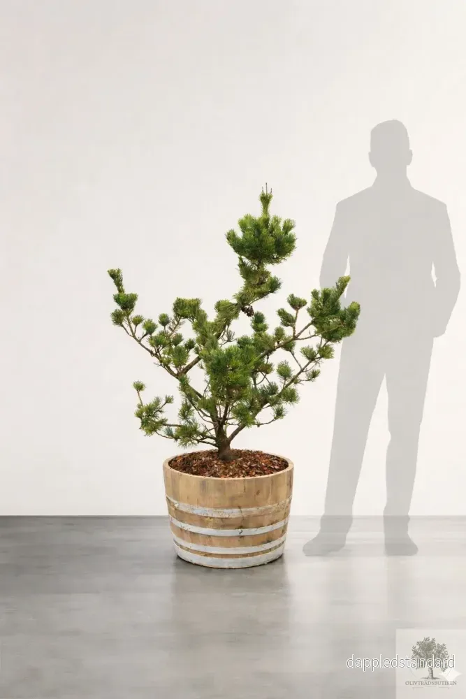 Barrväxt formklippt – Pinus sylvestris – 1,5 m