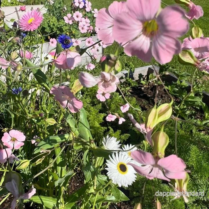 Roseneternell Pierrot White - Bild 2