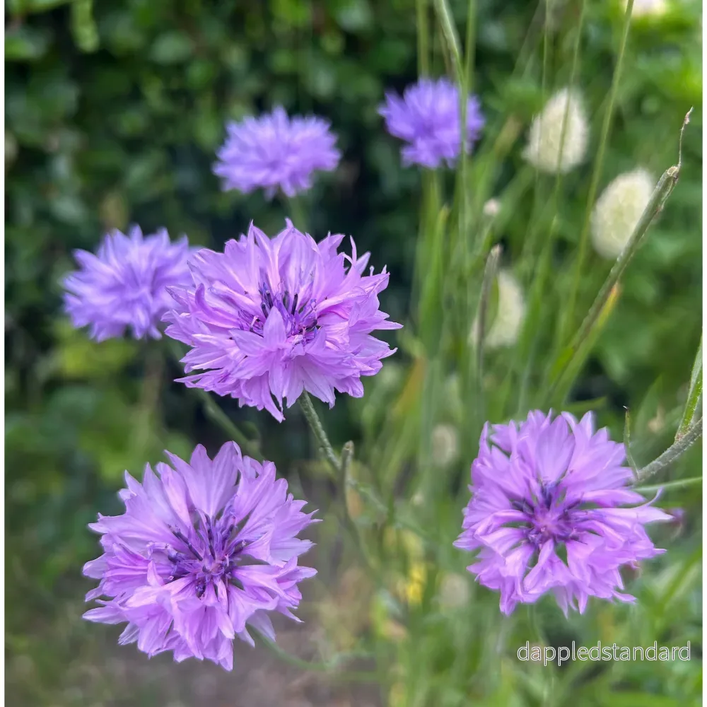 Blåklint ´Lady Mauve´ Blåklint ´Lady Mauve´