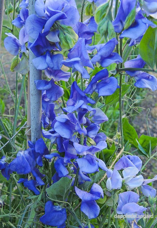 NZ Gardener - Bild 2