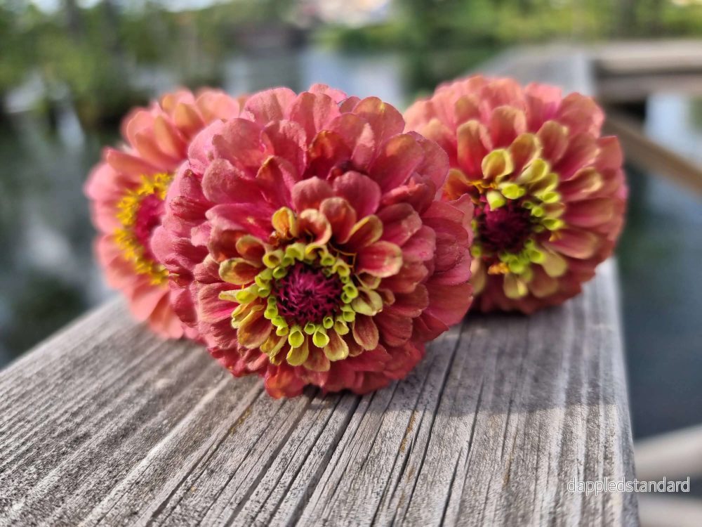 Zinnia Queen Lime Red - Bild 2