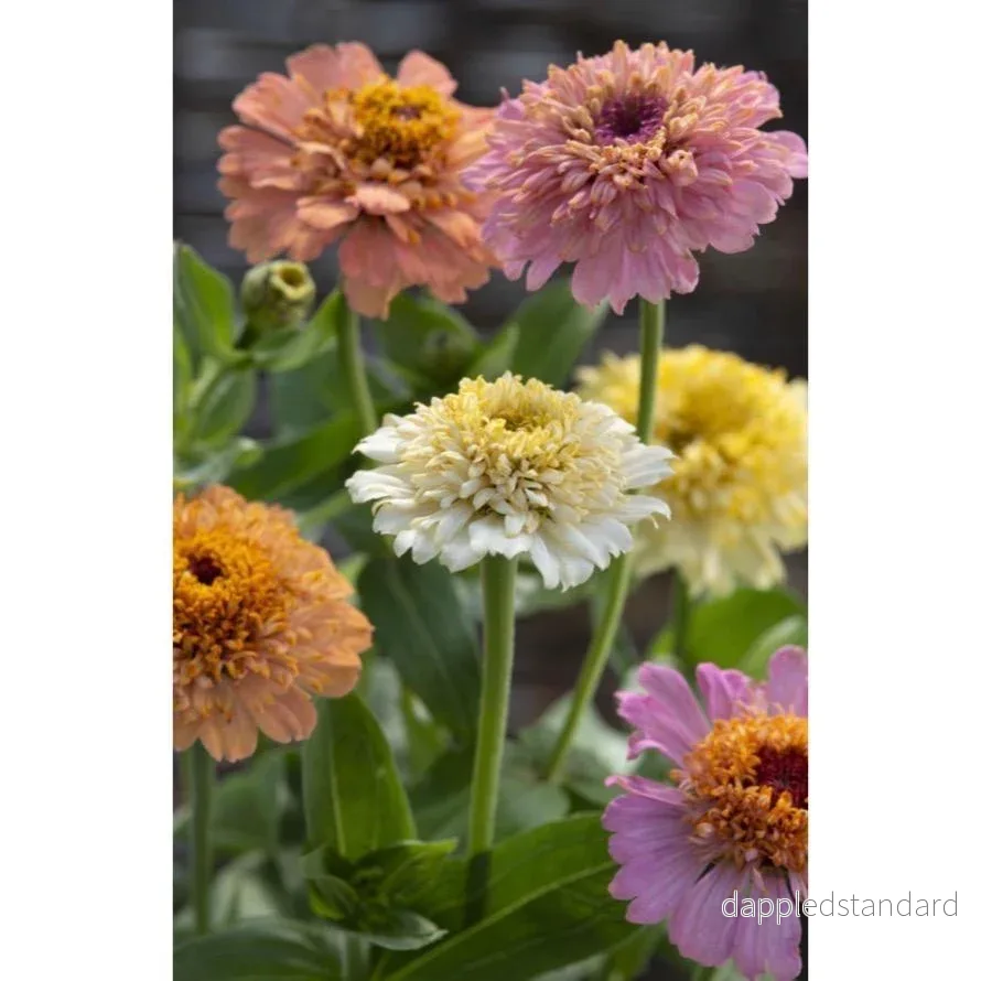 Zinnia ´Cresto! Peaches & Cream´ Zinnia ´Cresto! Peaches & Cream´
