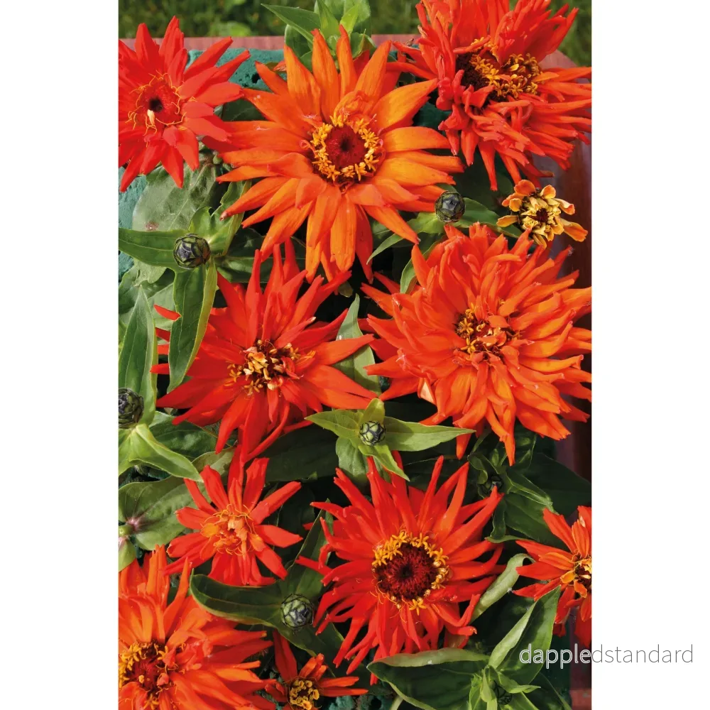 Zinnia ´Inca´ - Bild 2