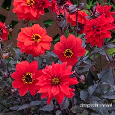 Dahlia ´Black Forest Ruby´