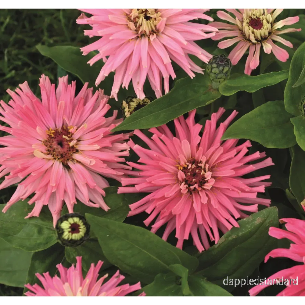 Zinnia ´Pinca´ Zinnia ´Pinca´