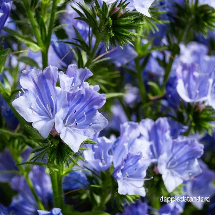 Blå snokört ´Blue Bedder´ Blå snokört ´Blue Bedder´