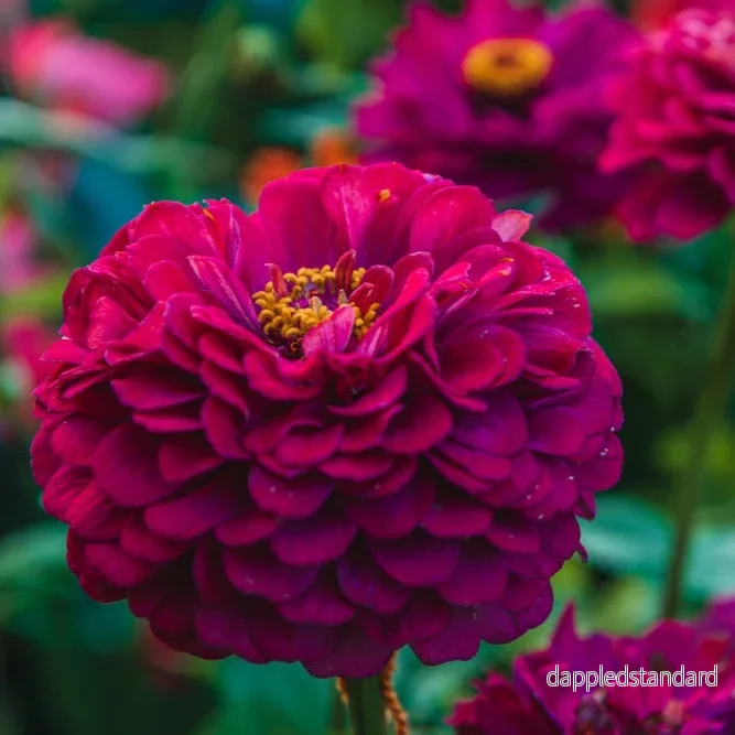 Zinnia ´Illumination´