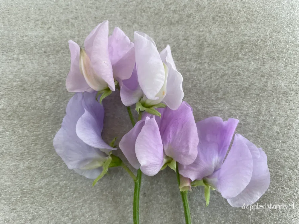 Solstice Lavender Blue Mix