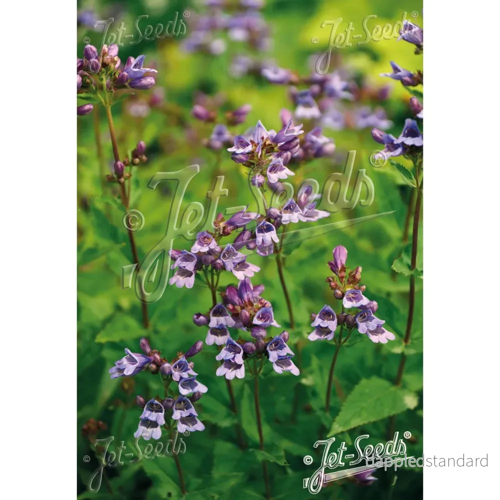 Lavendelpenstemon