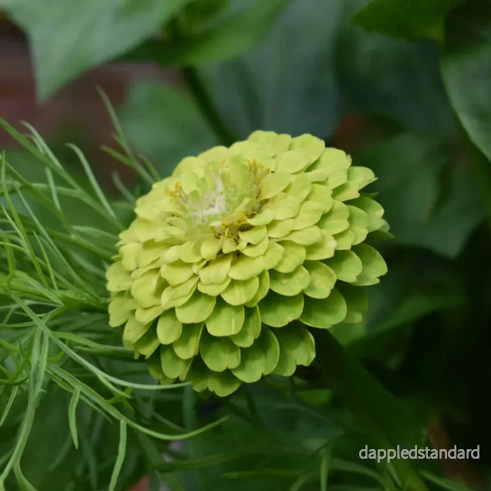 Zinnia Envy Green (storpack) - Bild 2