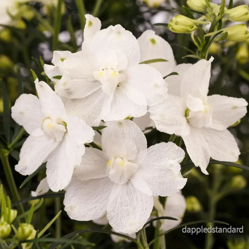 Kinesisk riddarsporre ´Hunky Dory White´