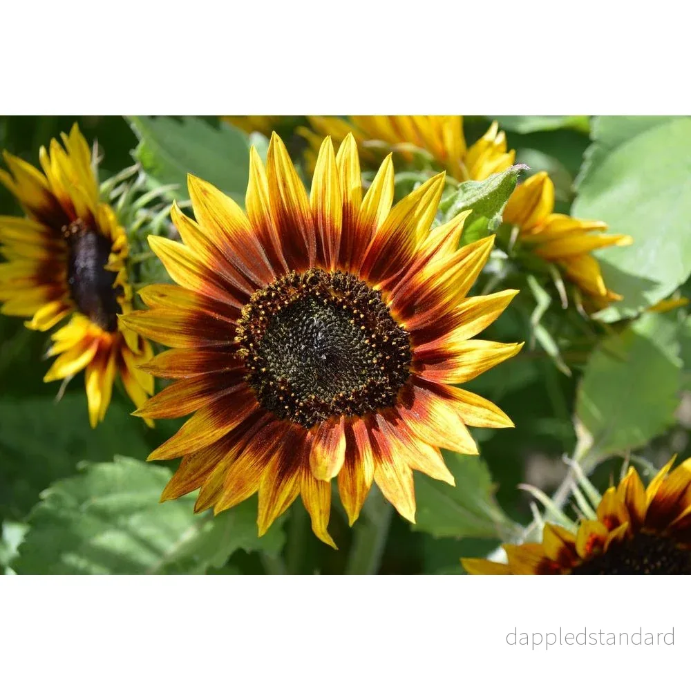 Solros ´Ring of Fire´ - Bild 2