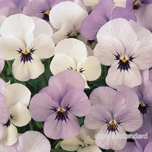 Bukettviol ´Sorbet Babyface´ Bukettviol ´Sorbet Babyface´