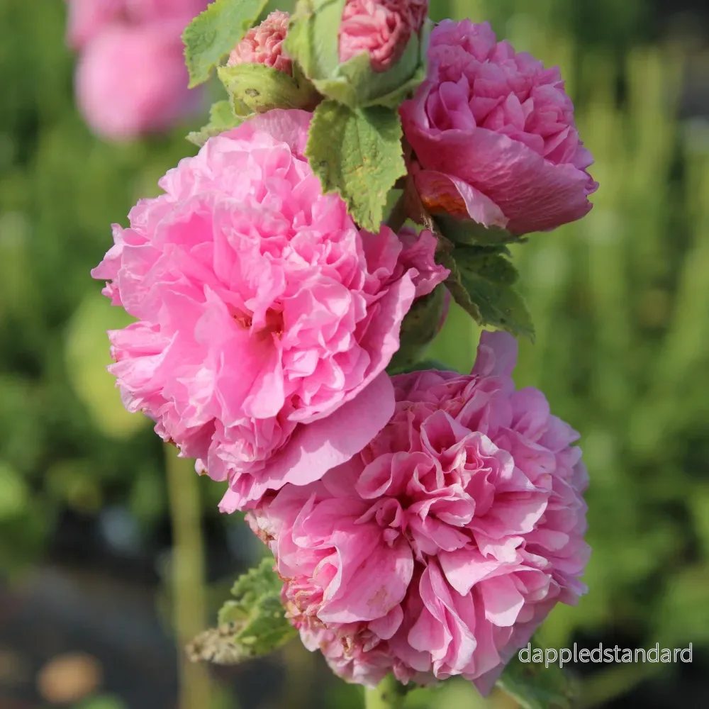 Stockros ´Chater´s Rose´ Stockros ´Chater´s Rose´