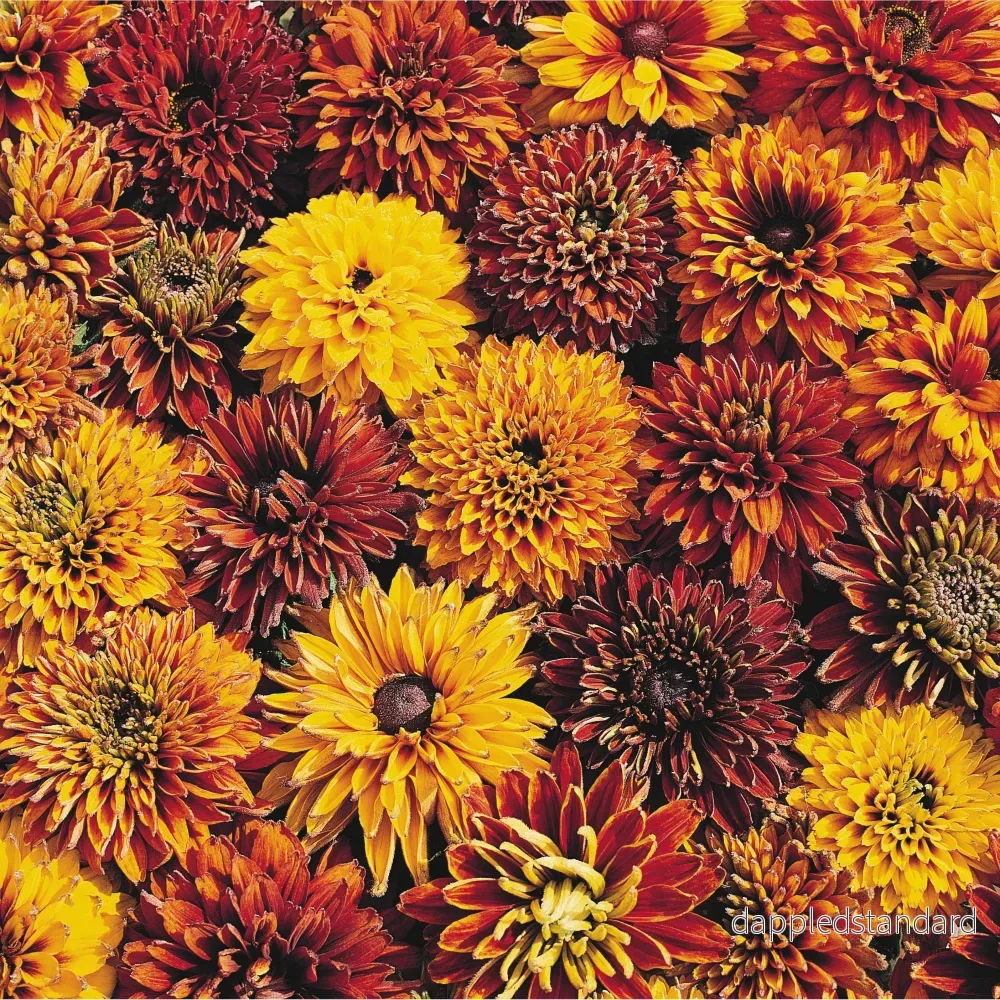 Sommarrudbeckia ´Cherokee Sunset’ - Bild 3