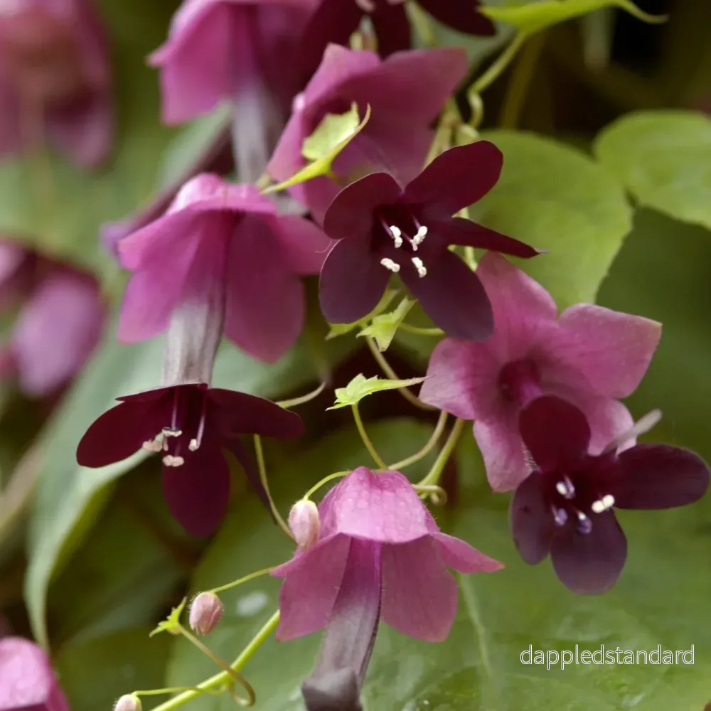 Törnrosas kjortel ´Purple Bells´ Törnrosas kjortel ´Purple Bells´