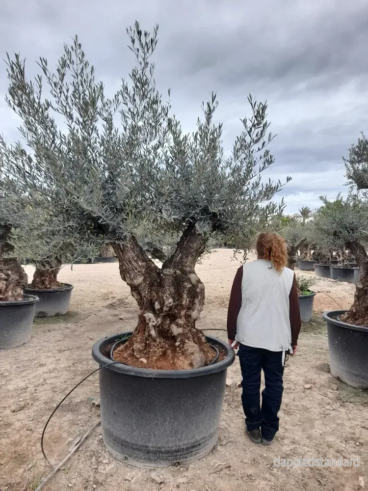 Olivträd Olea Europaea 100 år - Large "Pata"