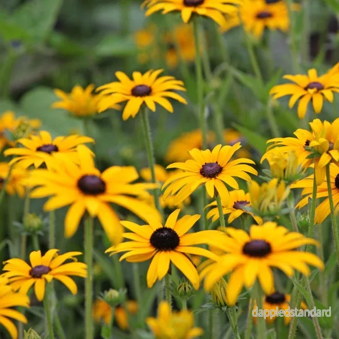 Strålrudbeckia ´Goldsturm´ Strålrudbeckia ´Goldsturm´