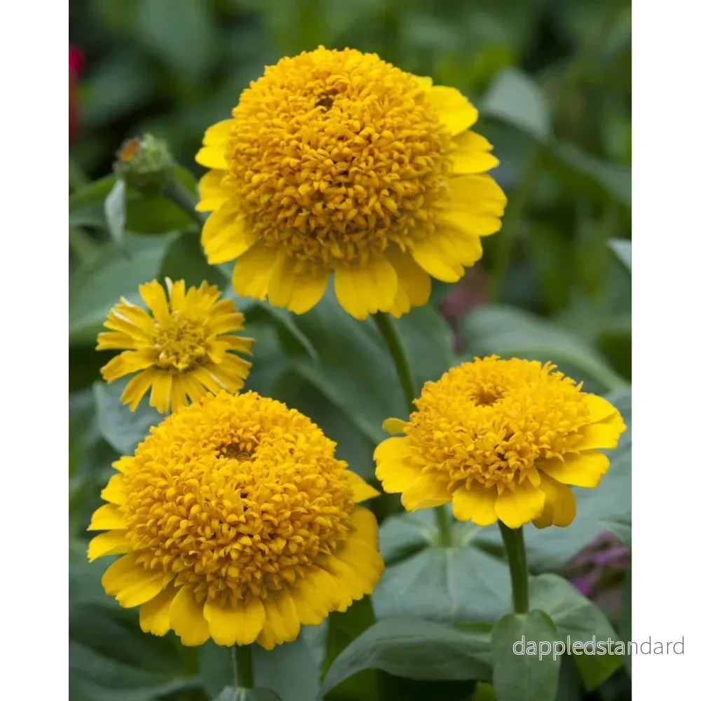 Zinnia ´Cresto! Yellow´