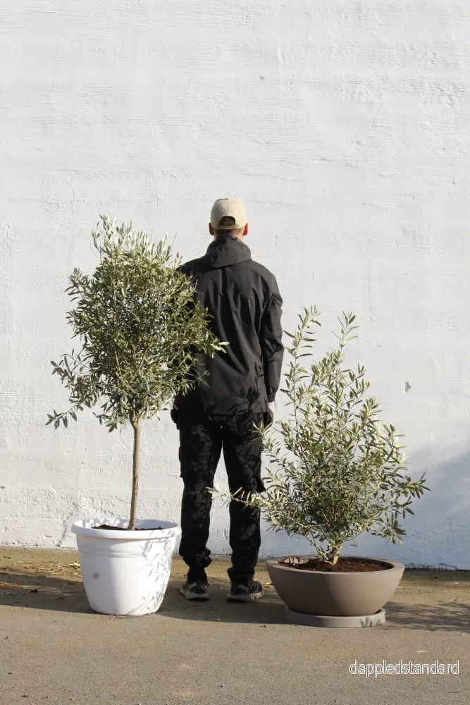 Olivträd buske - Olea Europaea - Bild 3