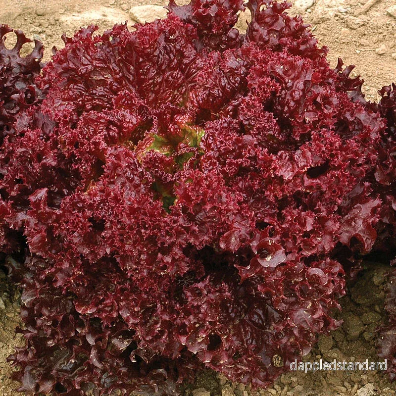 Bataviasallat ´Dark Red Lollo Rossa´ Bataviasallat ´Dark Red Lollo Rossa´