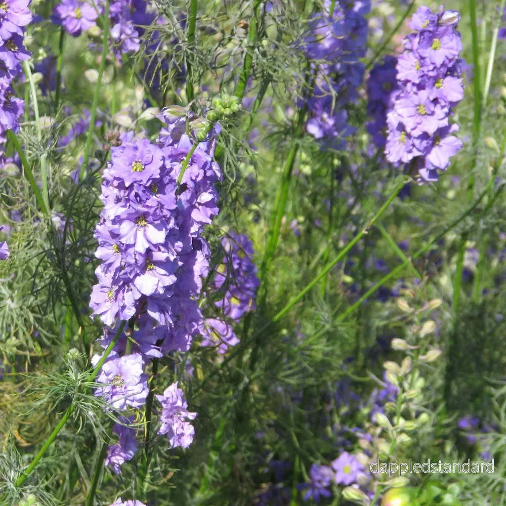 Riddarsporre ´Imperial Blue Bell´