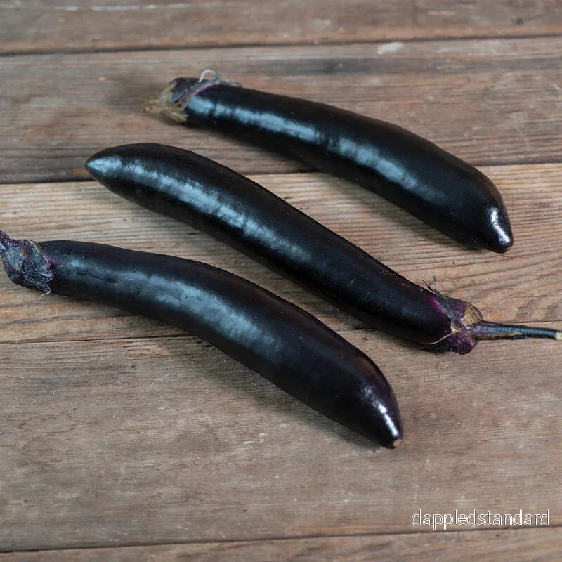 Aubergine ´Shinkasen´ F1 Aubergine ´Shinkasen´ F1